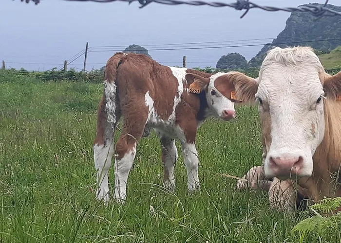 別荘 Casinha Do Barreiro - Cosy Private *